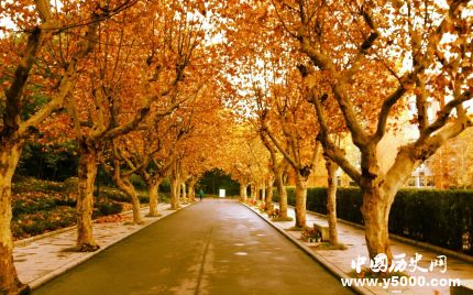 梧桐的寓意梧桐樹為什么能引來金鳳凰？