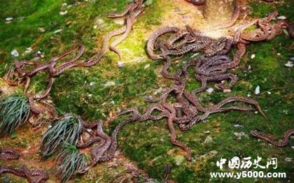 蛇島在哪兒 蛇島上為什么只有蝮蛇 蛇島在哪兒 蛇島上為什么只有蝮蛇