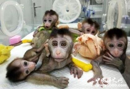 世界首例生物節(jié)律紊亂體細(xì)胞克隆猴模型誕生有什么作用 世界首例生物節(jié)律紊亂體細(xì)胞克隆猴模型誕生有什么作用