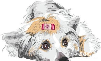 屬狗的人2019年運勢怎么樣屬狗的人幸運物是什么