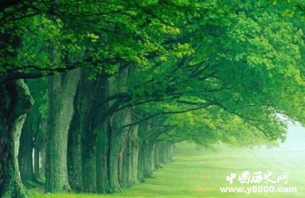 梧桐的寓意梧桐樹為什么能引來金鳳凰？