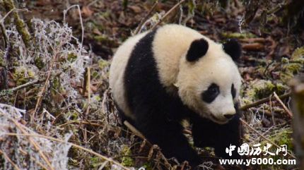 圈養(yǎng)大熊貓琴心小核桃放歸自然大熊貓放歸有什么條件？