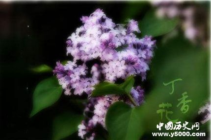 丁香的寓意和象征有關(guān)丁香花的詩詞有哪些？
