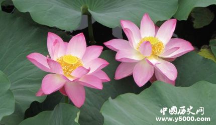 蓮花的寓意和象征蓮花為什么成為佛教的象征？