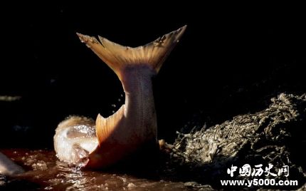 查干湖冬捕頭魚價格多少查干湖冬捕頭魚的風俗是怎樣形成的？