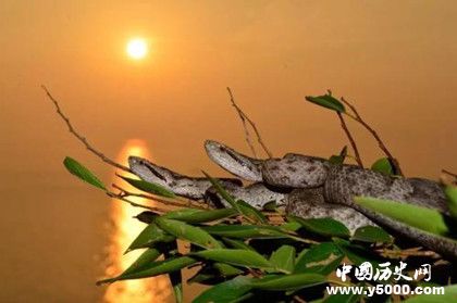 蛇島在哪兒 蛇島上為什么只有蝮蛇 蛇島在哪兒 蛇島上為什么只有蝮蛇