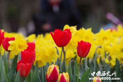 郁金香的花語和寓意郁金香適合送給什么人？