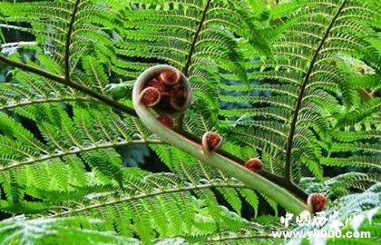 單細(xì)胞是如何演變成生物的，單細(xì)胞用多長(zhǎng)時(shí)間演變的？