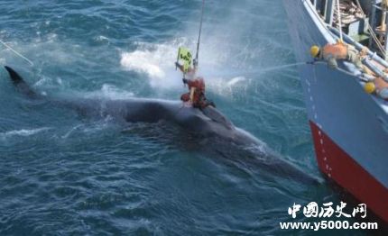 日將重啟商業(yè)捕鯨日本捕鯨發(fā)展歷史簡(jiǎn)介 日將重啟商業(yè)捕鯨日本捕鯨發(fā)展歷史簡(jiǎn)介