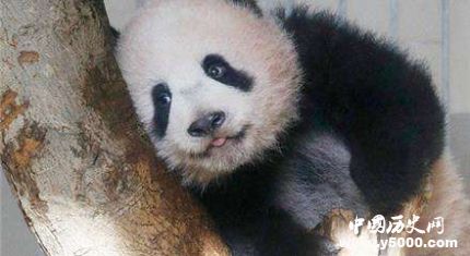 旅日熊貓香香歸還旅日熊貓香香資料簡(jiǎn)介