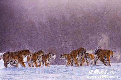 黑龍江簡(jiǎn)介黑龍江歷史發(fā)展過(guò)程介紹黑龍江氣候環(huán)境介紹