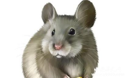 屬鼠的人2019年運(yùn)勢(shì)怎么樣屬鼠的幸運(yùn)物是什么