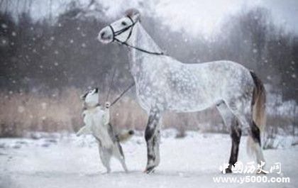 生肖馬是怎么來(lái)的屬馬的人有哪些性格特點(diǎn) 生肖馬是怎么來(lái)的屬馬的人有哪些性格特點(diǎn)