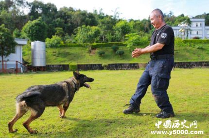 全國(guó)首只克隆警犬誕生克隆警犬有什么用處？
