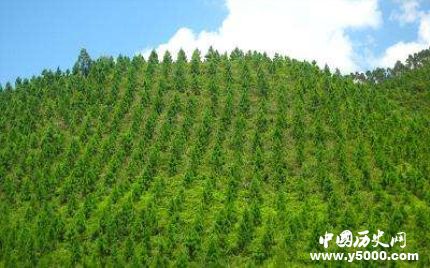 中國成人工造林最多國家人工造林有什么特點和原則？