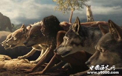 被野獸養(yǎng)大的孩子是怎樣的為什么野獸會收養(yǎng)孩子 被野獸養(yǎng)大的孩子是怎樣的為什么野獸會收養(yǎng)孩子