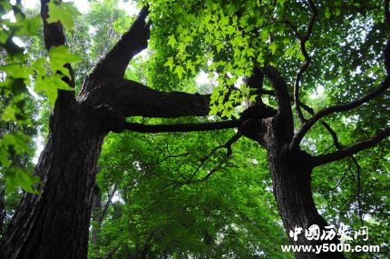 連理枝簡(jiǎn)介連理枝的詩(shī)句連理枝是什么植物？