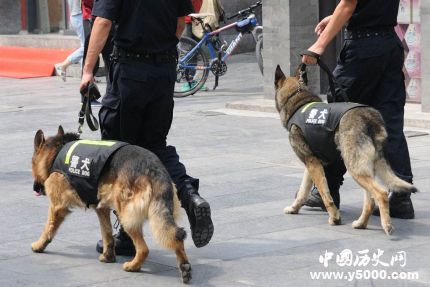 全國首只克隆警犬誕生克隆警犬有什么用處？
