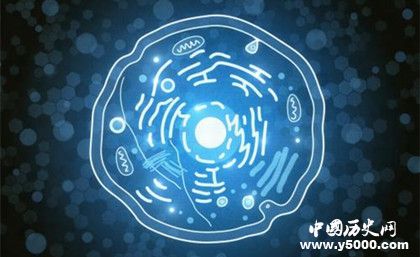 人類是如何形成的？形成人類的基礎(chǔ)條件有哪些？