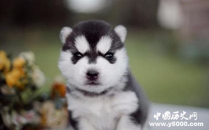 哈士奇資料介紹 哈士奇性格特點(diǎn) 哈士奇怎么養(yǎng)