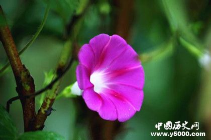 植物的壽命為什么那么長(zhǎng)植物是長(zhǎng)生不老的嗎 植物的壽命為什么那么長(zhǎng)植物是長(zhǎng)生不老的嗎