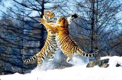 東北虎林園簡介東北虎林園發(fā)展史介紹東北虎林園景點介紹