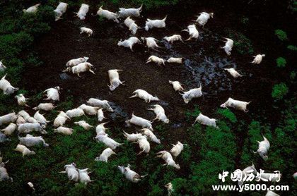 殺人湖之謎：殺人湖殺人案例分析殺人湖為什么殺人