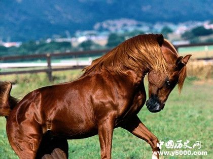 汗血寶馬簡(jiǎn)介汗血寶馬的特點(diǎn)汗血寶馬是哪里的 汗血寶馬簡(jiǎn)介汗血寶馬的特點(diǎn)汗血寶馬是哪里的