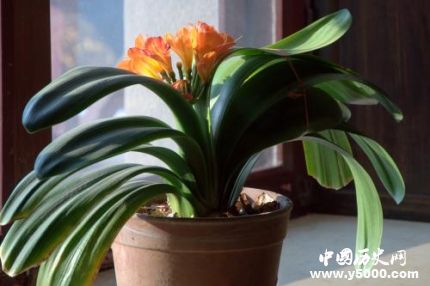 君子蘭的寓意和象征君子蘭為什么不能送人？