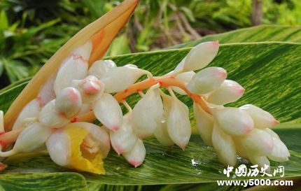 豆蔻年華是指多少歲豆蔻為什么指少女？