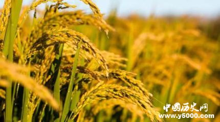 沈?qū)W年生平簡介沈?qū)W年的成就如何評價沈?qū)W年？