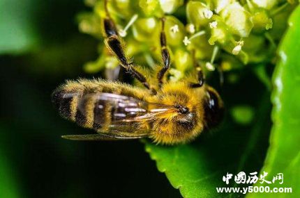 全球昆蟲數(shù)目減少詳情原因介紹全球哪些昆蟲數(shù)目減少嚴(yán)重？