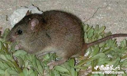 珊瑚裸尾鼠已滅絕全球十大滅絕的動物有哪些？