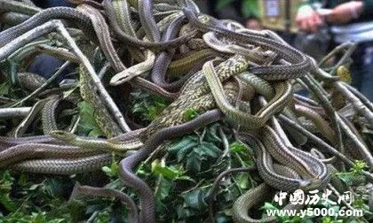 蛇島在哪兒 蛇島上為什么只有蝮蛇 蛇島在哪兒 蛇島上為什么只有蝮蛇