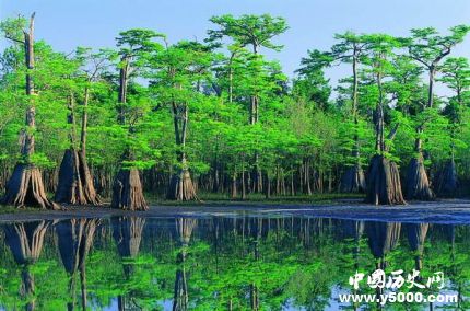 世界森林日資料簡介世界森林日活動主題有哪些？