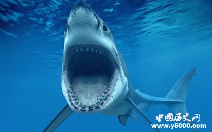 鯊魚抗癌之謎：鯊魚為什么不會得癌癥