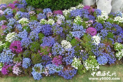 滿天星的花語和寓意滿天星適合送什么人？