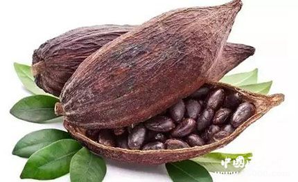 巧克力是瑪雅人時期的貨幣 可可人工培植的歷史有多久？