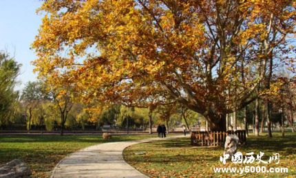 梧桐的寓意梧桐樹為什么能引來金鳳凰？