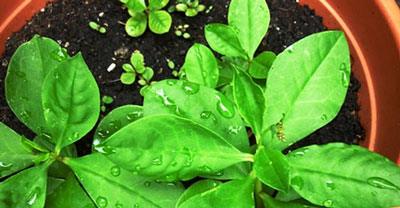 菜參圖片，圖解什么是菜參