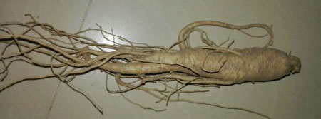 菜參圖片，圖解什么是菜參