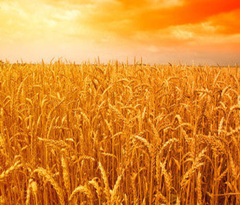 小麥的營(yíng)養(yǎng)成分 小麥的藥用價(jià)值 小麥麥麩的功效