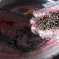 自制臘魚(yú)的做法步驟6