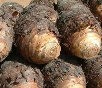 荔浦芋頭的營養(yǎng)價值 荔浦芋頭的做法 荔浦芋頭的功效