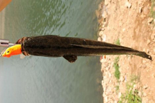 黑魚(yú)湯的做法