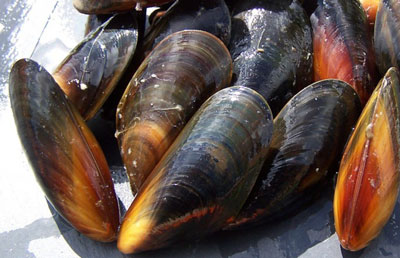 貽貝是海虹嗎，圖解貽貝、海虹和淡菜有什么區(qū)別