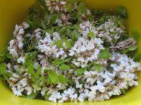 原味面粉蒸槐花的做法步驟1