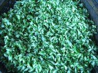 自曬干槐花的做法步驟3