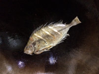 蘿卜絲泥猛魚(yú)湯的做法步驟2