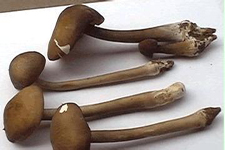 長(zhǎng)根菇的做法大全